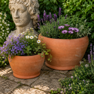Tom's Yard Terracotta Bulb Bowls - Tom's Yard