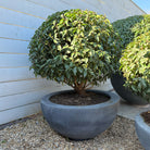 'Luna' Galvanised Bowl Planters - Tom's Yard