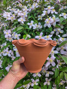 Hand-Thrown English Terracotta Frilly Pot - Tom's Yard