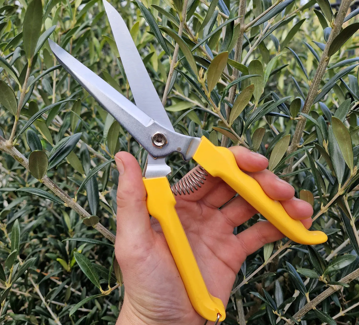 Genzo Clippers - Tom's Yard