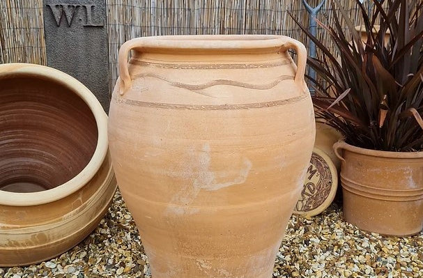 Fatsia Cretan Terracotta Pot - Tom's Yard