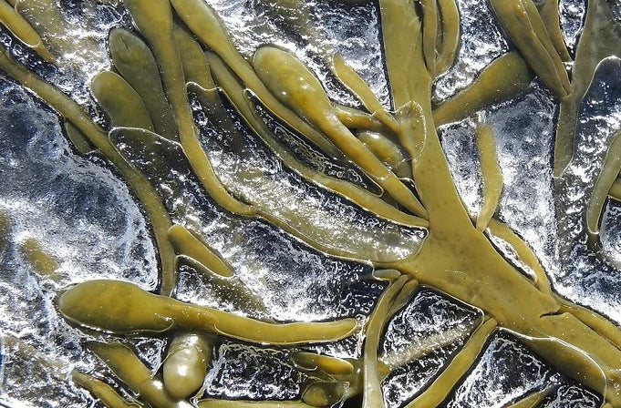 Organic Liquid Seaweed Concentrate - Tom's Yard